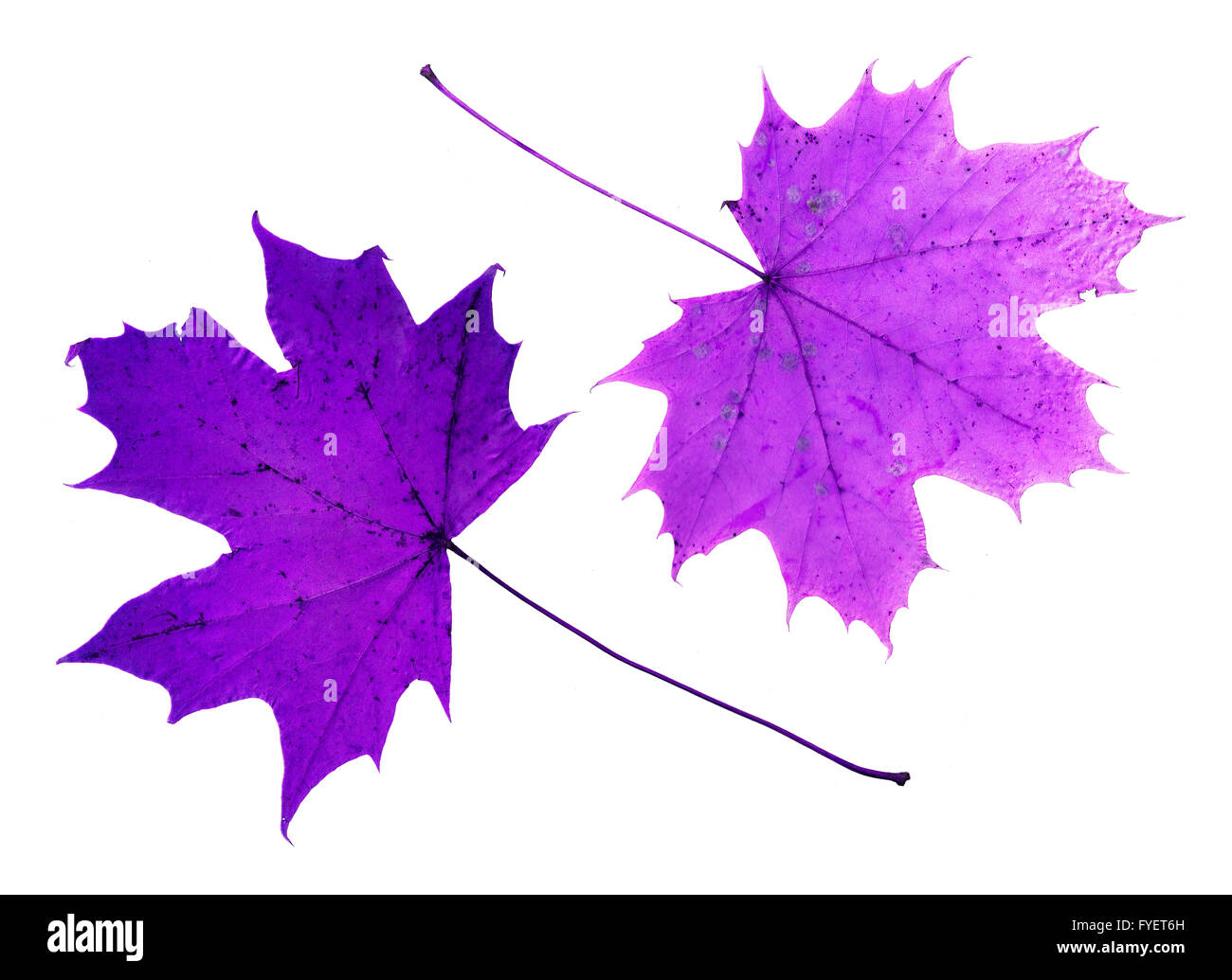 Purple vein leaves hi-res stock photography and images - Alamy