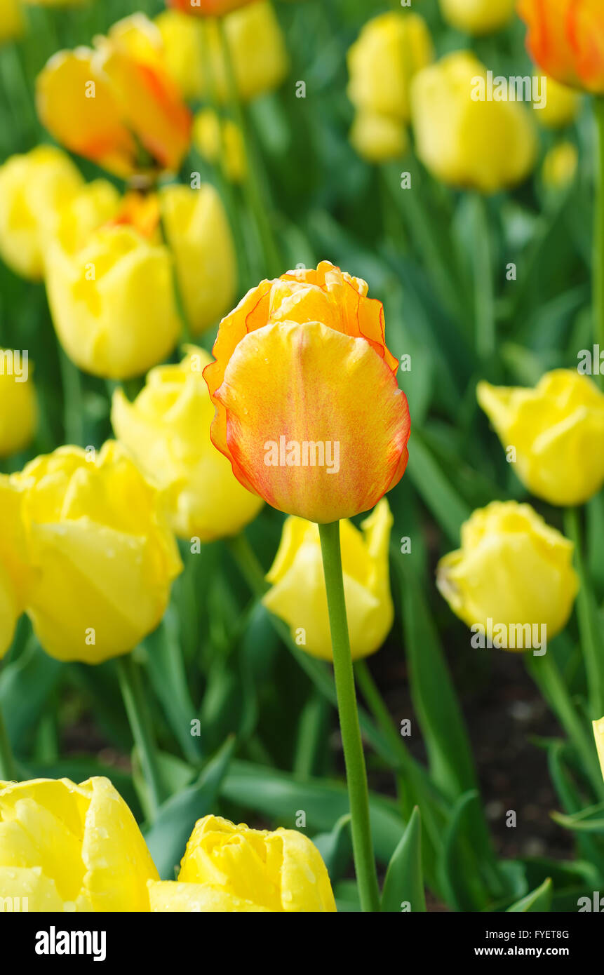 Yellow and red flowers Stock Photo Alamy