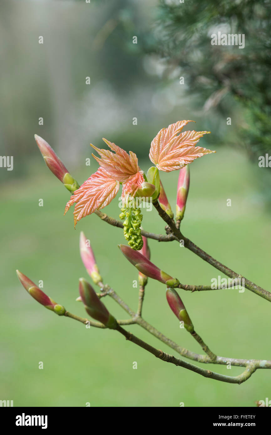Acer pseudoplatanus. Sycamore tree leaves emerging in spring. UK Stock Photo
