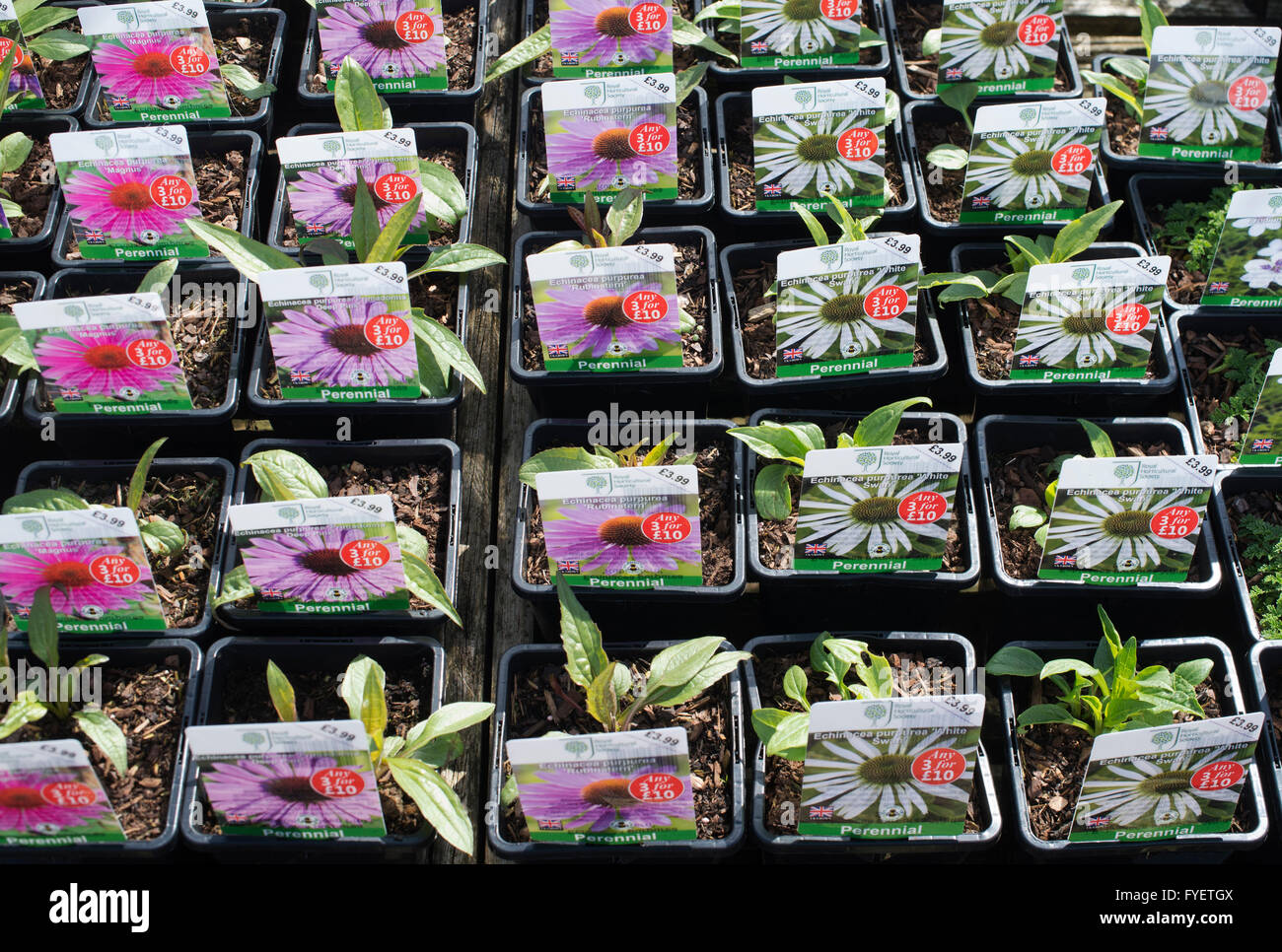 Echinacea plants in pots for sale at RHS Wisley garden centre. Surrey, England Stock Photo