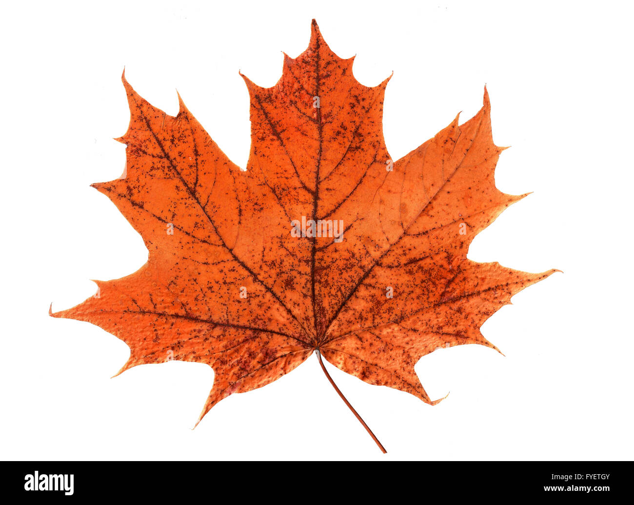 Orange maple leaf isolated on white background Stock Photo - Alamy