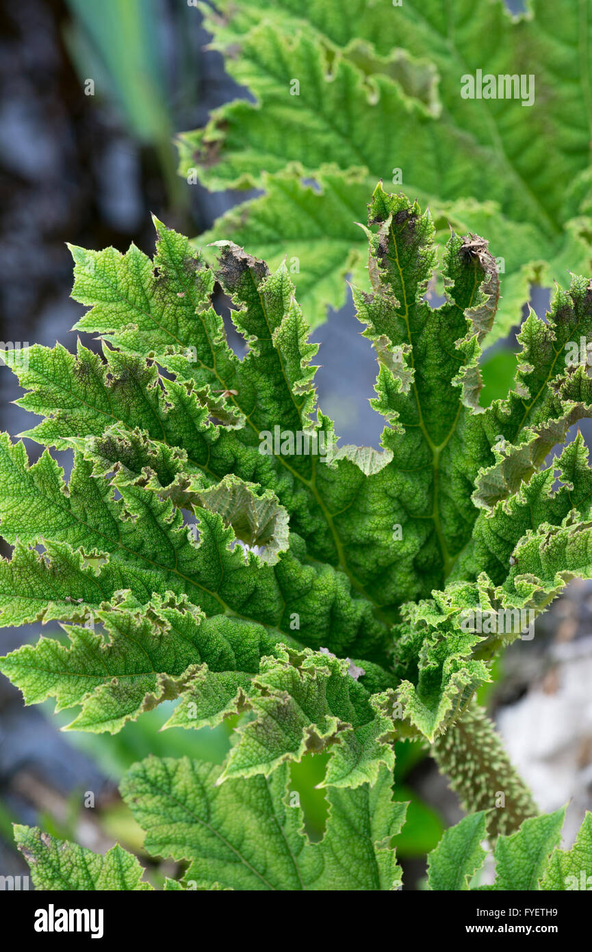 Gunnera Tinctoria, Giant rhubarb leaf in emerging in spring Stock Photo