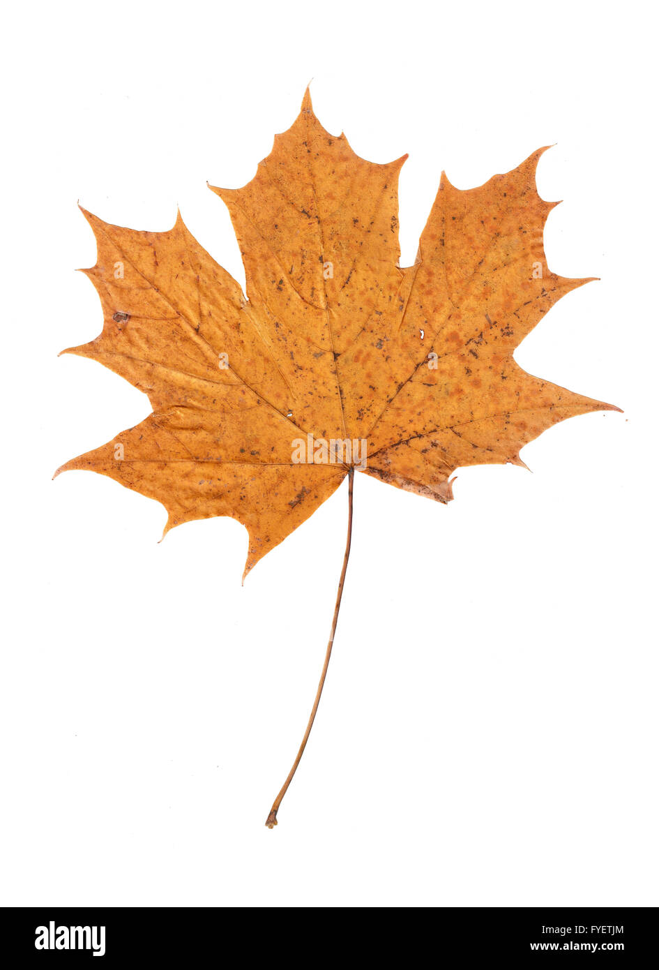 Autumn maple leaf isolated on white background Stock Photo - Alamy