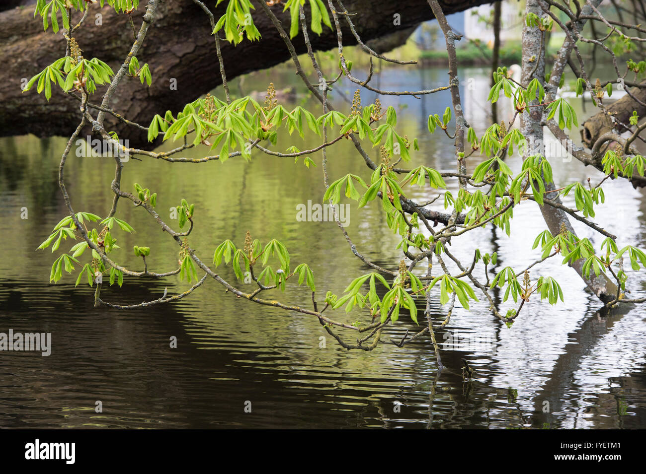 Tree branches hanging over water hi-res stock photography and images ...
