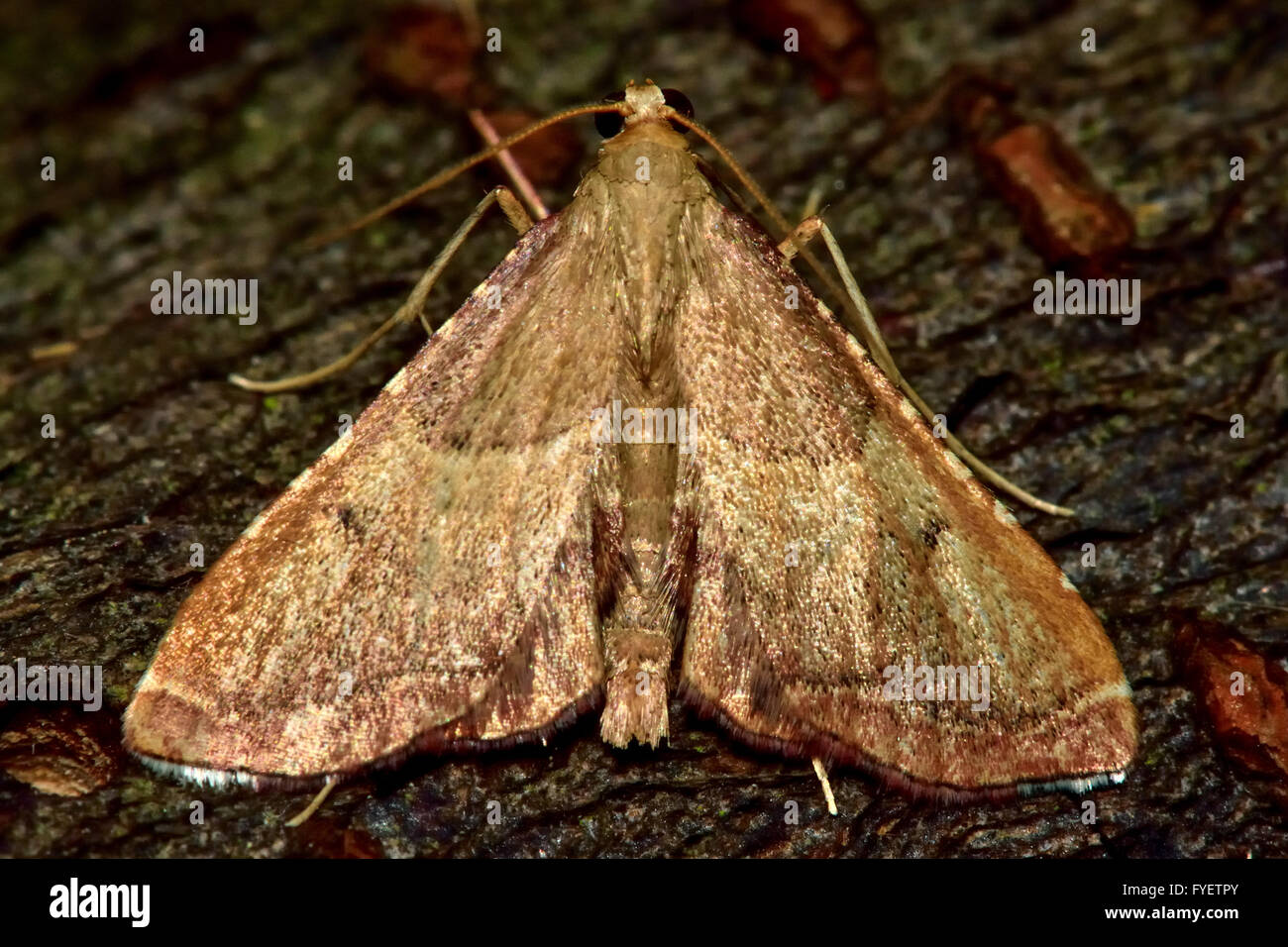Endotricha flammealis micro moth. Small Pyralid moth, an insect in the family Pyralidae, in the order Lepidoptera, at rest Stock Photo