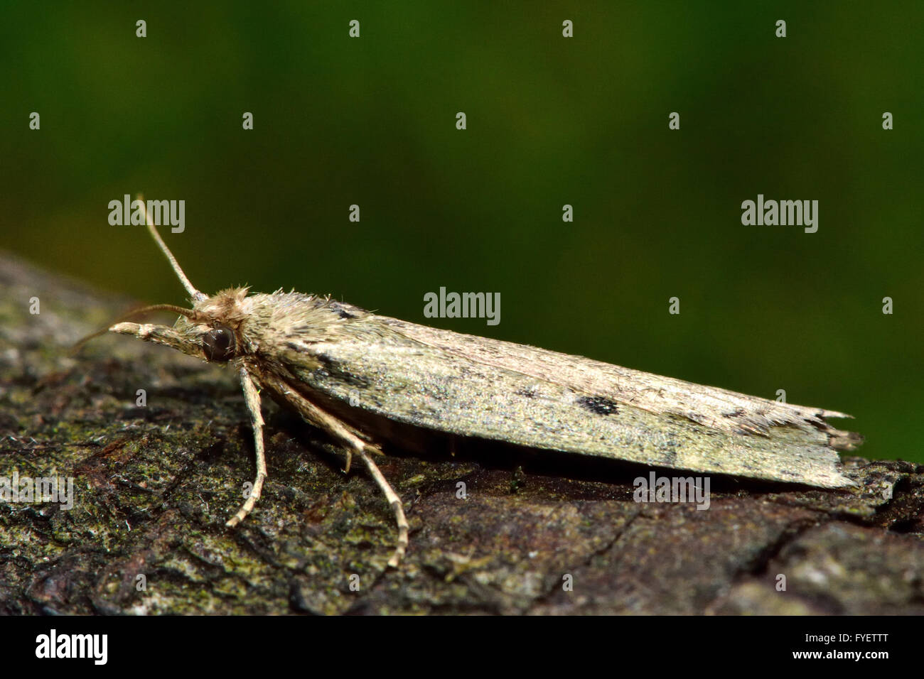 Bee moth (Aphomia sociella). Small Pyralid moth, an insect in the family Pyralidae, in the order Lepidoptera, at rest Stock Photo