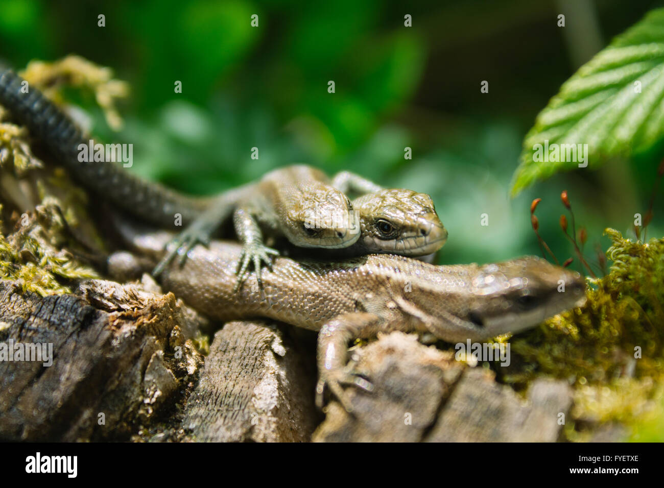 Three small lizards in nature. Stock Photo