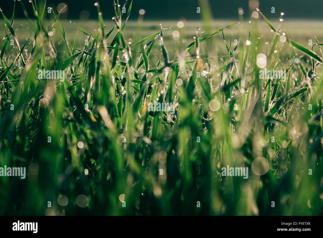Grass field no people hi-res stock photography and images - Alamy
