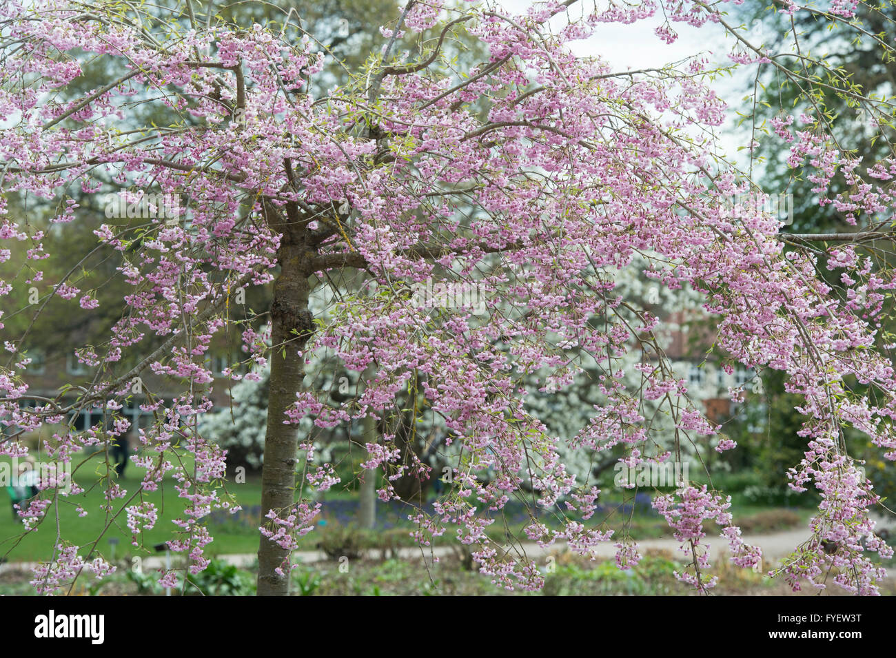 Prunus Subhirtella Pendula Plena Rosea. Weeping cherry tree with blossom at RHS Wisley gardens, Surrey, England Stock Photo
