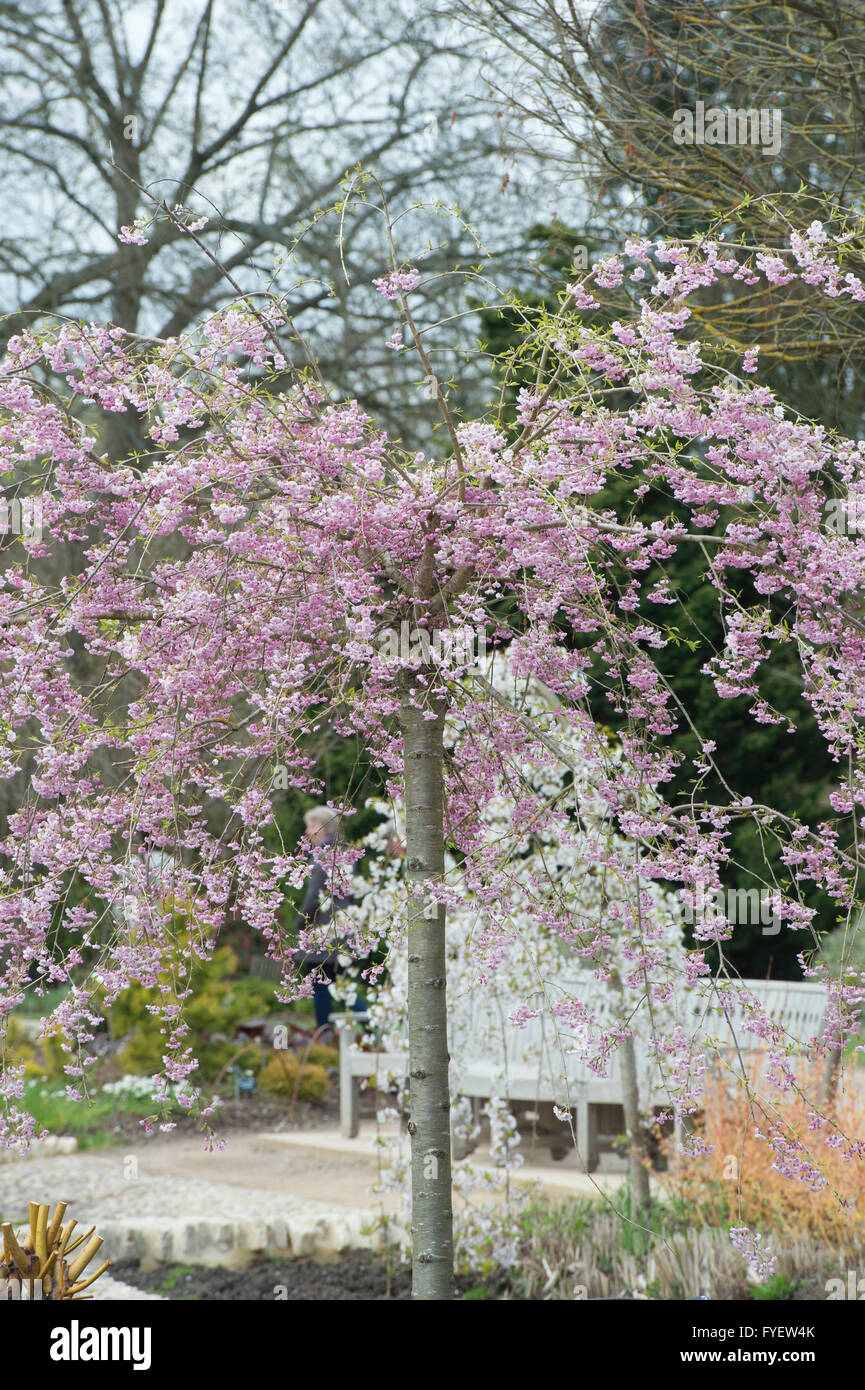 Prunus Subhirtella Pendula Plena Rosea. Weeping cherry tree with blossom at RHS Wisley gardens, Surrey, England Stock Photo
