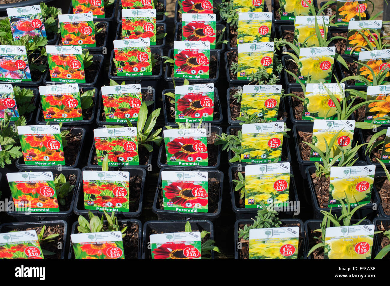 Helenium plants in pots for sale at RHS Wisley garden centre. Surrey, England Stock Photo