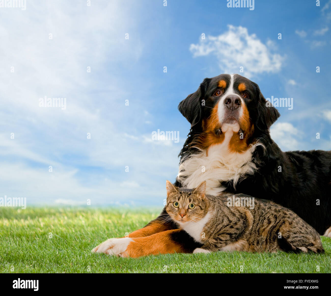Dog and cat together on grass Stock Photo