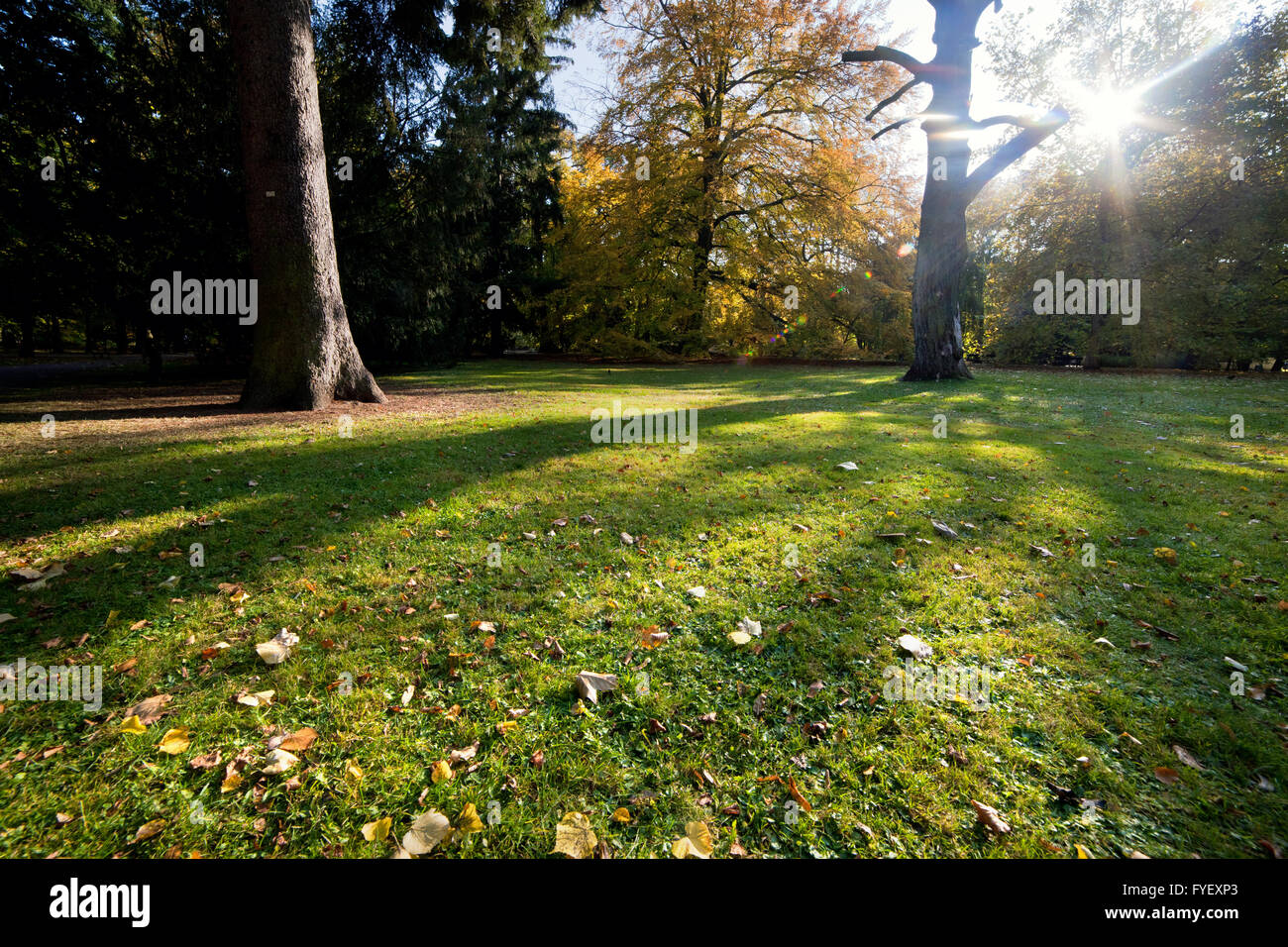 Alley with falling leaves in fall park Stock Photo - Alamy