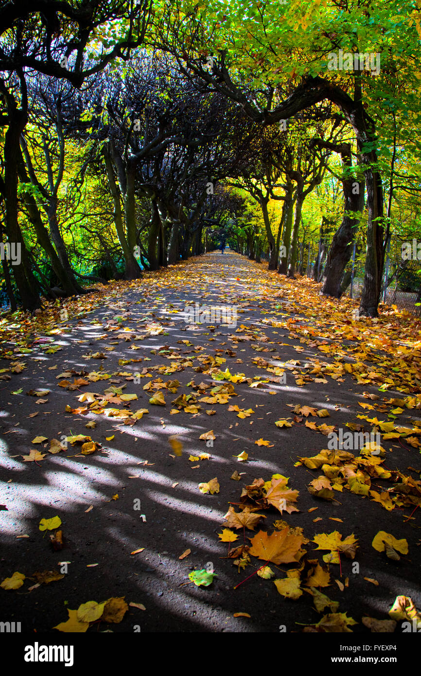 Alley with falling leaves in fall park Stock Photo - Alamy