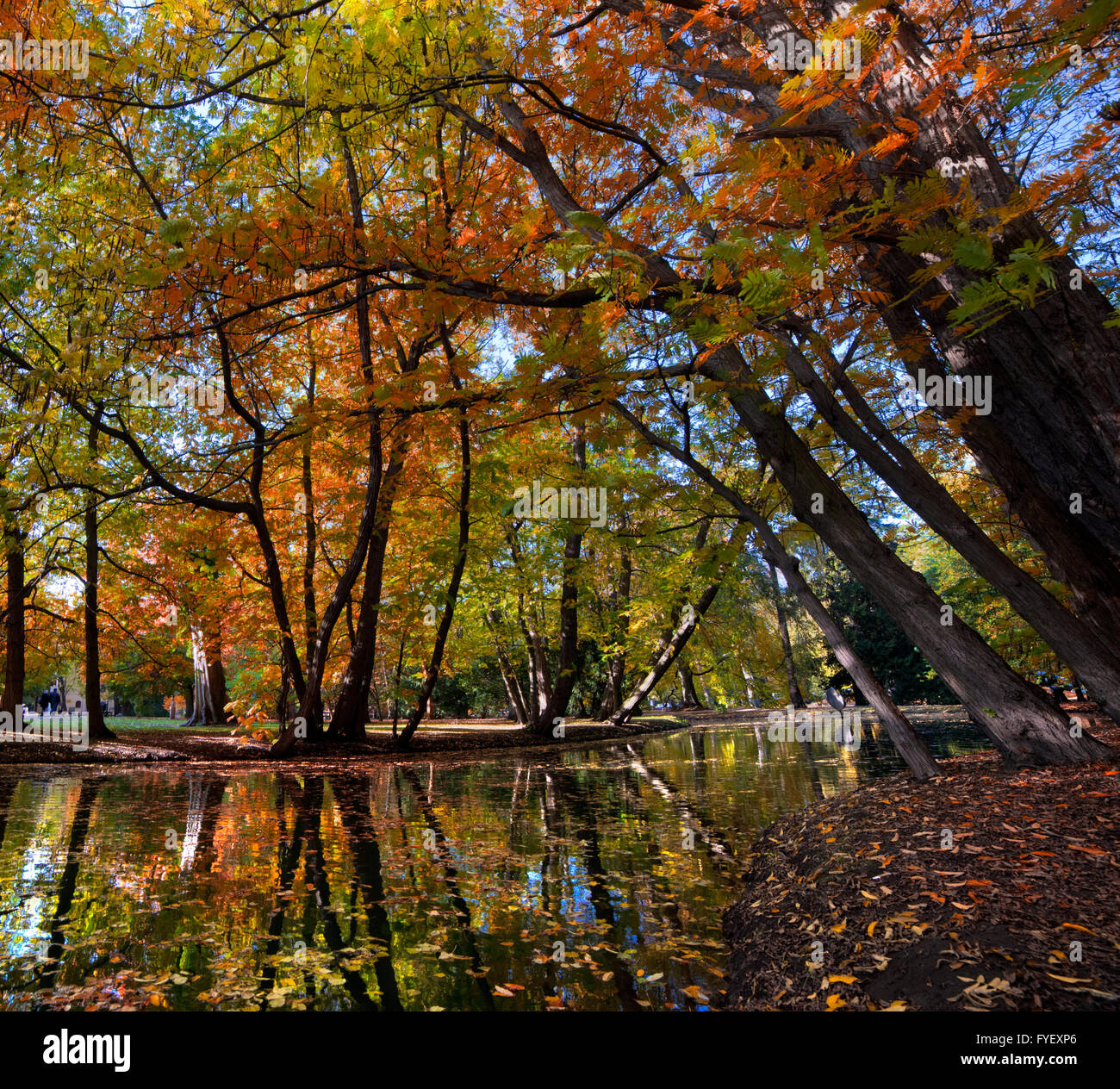 Alley with falling leaves in fall park Stock Photo - Alamy