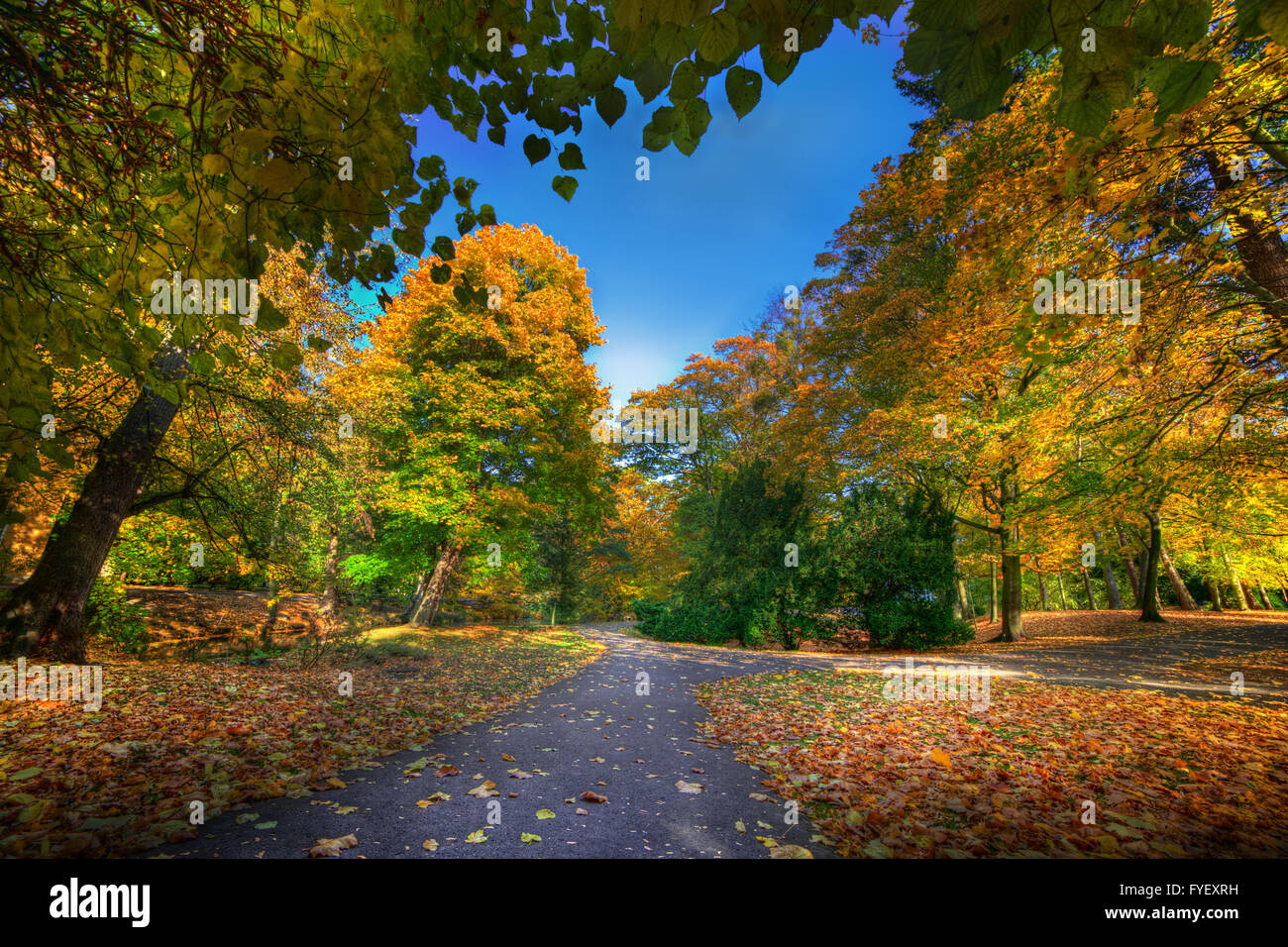 Alley with falling leaves in fall park Stock Photo - Alamy