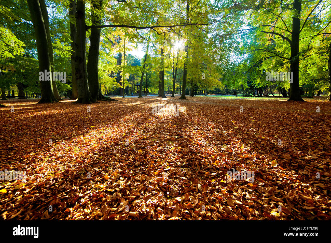 Alley with falling leaves in fall park Stock Photo - Alamy