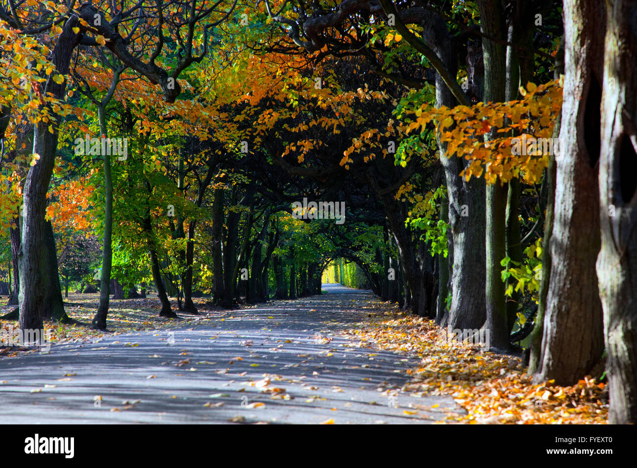 Alley with falling leaves in fall park Stock Photo - Alamy