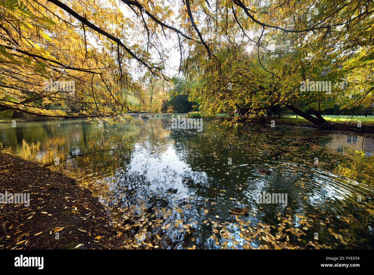 Alley with falling leaves in fall park Stock Photo - Alamy