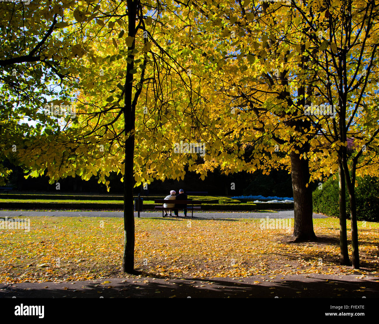 Alley with falling leaves in fall park Stock Photo - Alamy