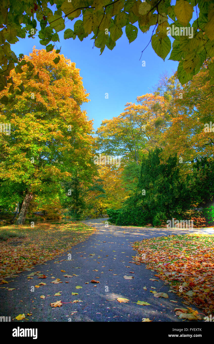 Alley with falling leaves in fall park Stock Photo - Alamy