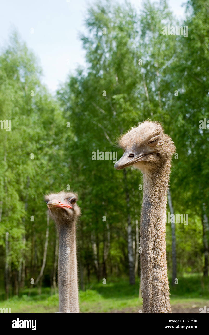 Portrait of ostriches on the nature Stock Photo