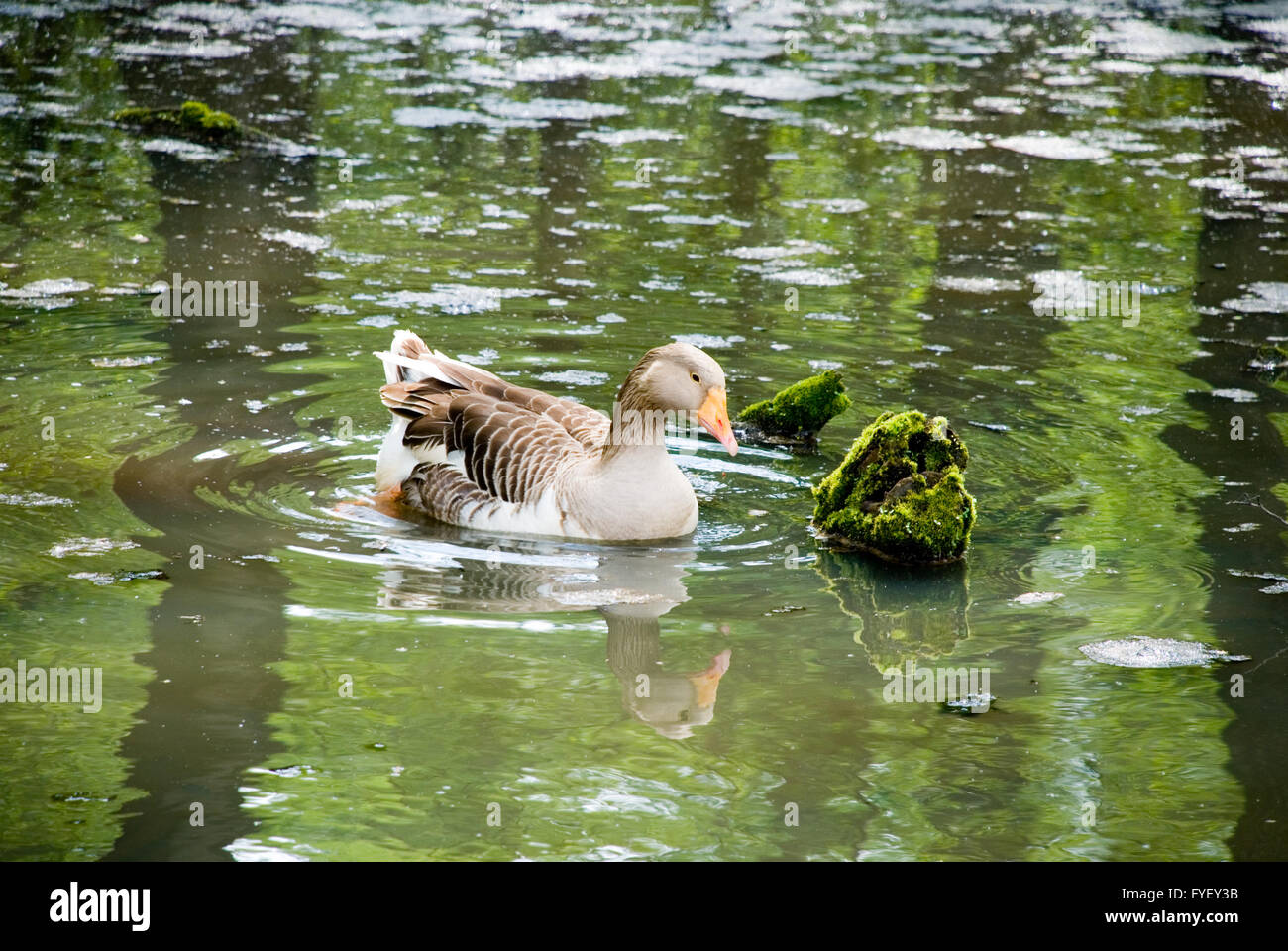 Goose in nature hi-res stock photography and images - Alamy