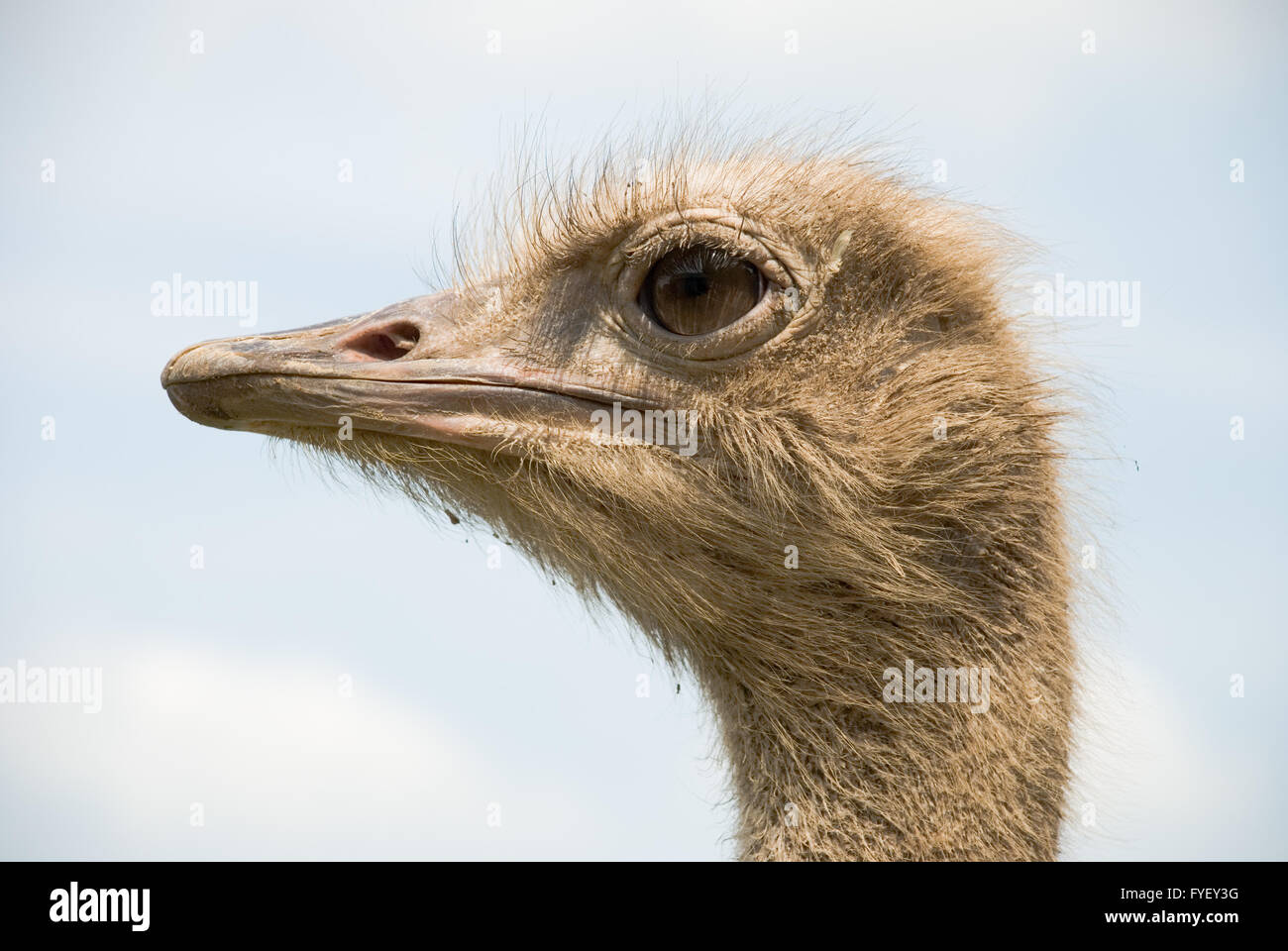 Portrait of ostrich on the nature Stock Photo