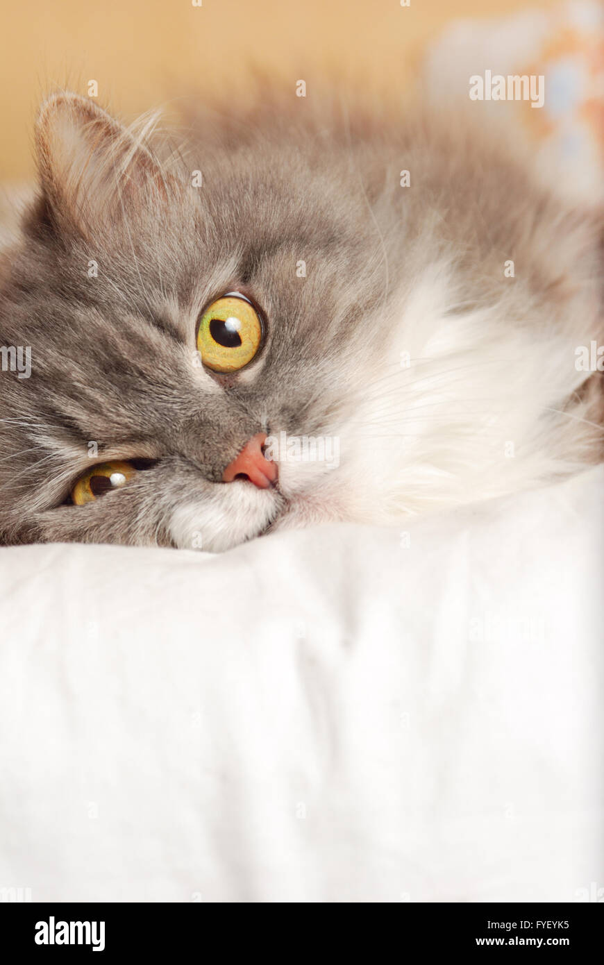 persian cat on bed Stock Photo Alamy