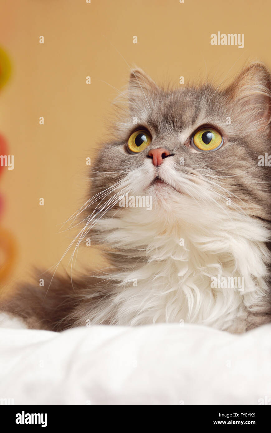 persian cat on bed Stock Photo Alamy