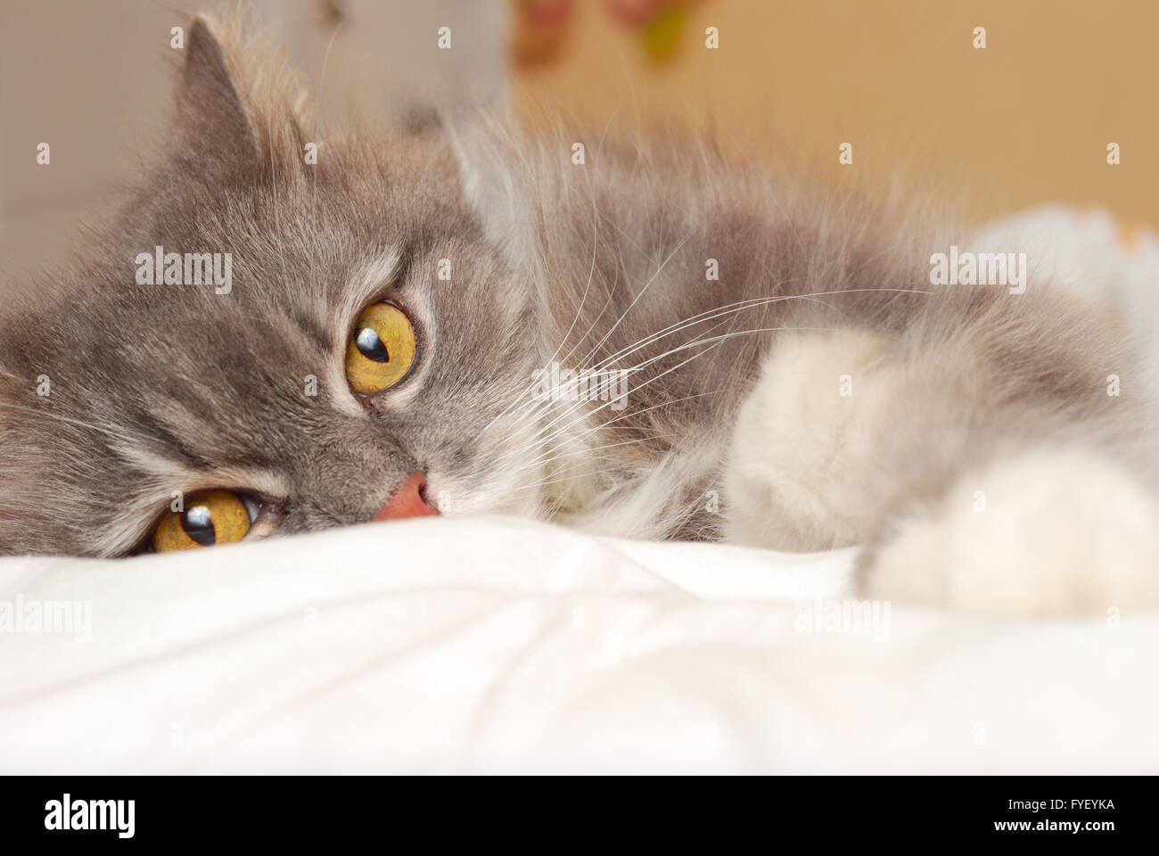 persian cat on bed Stock Photo Alamy