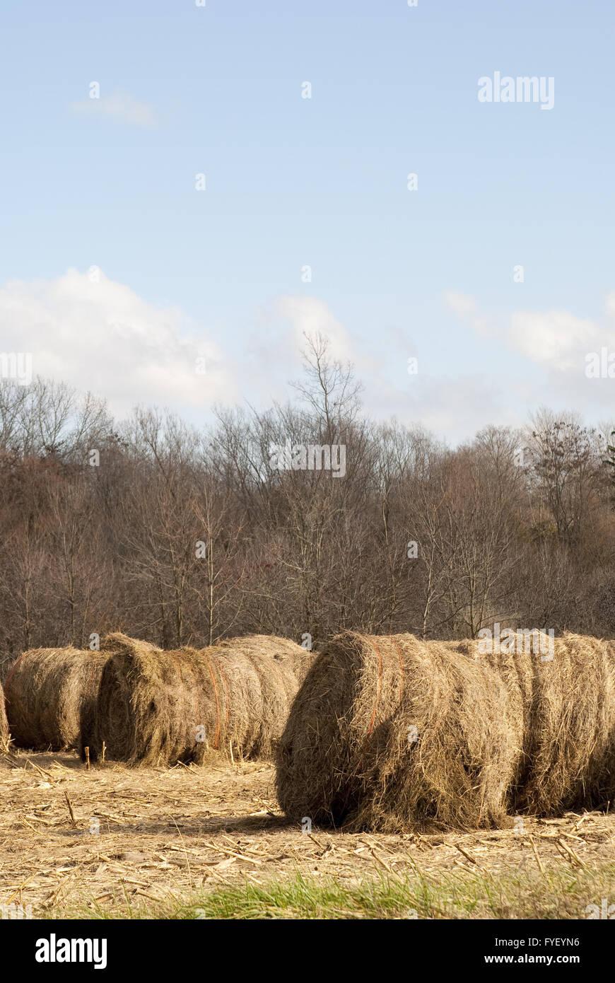 hay bales in the sun Stock Photo - Alamy