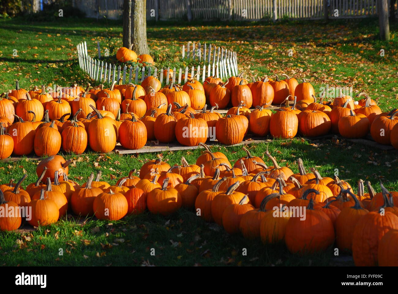 At the pumpkin patch Stock Photo - Alamy