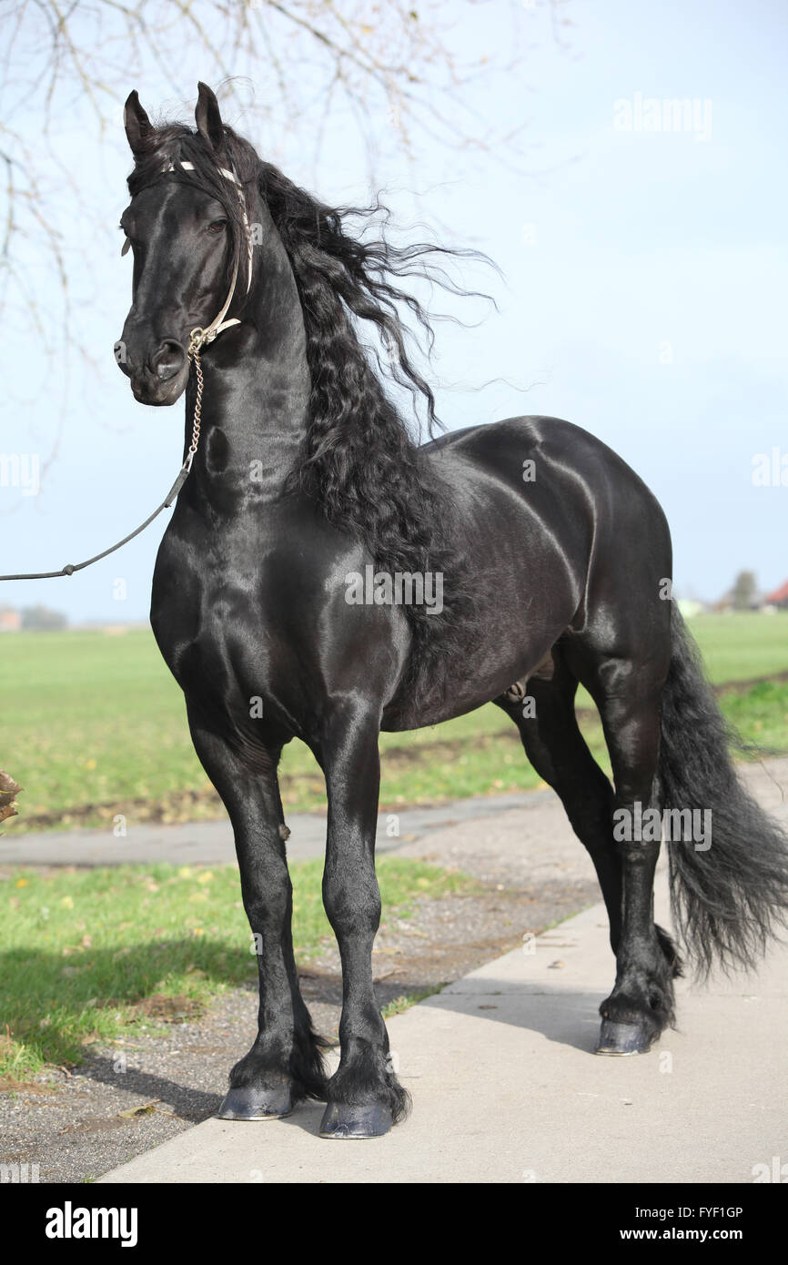 Friesian horse hi-res stock photography and images - Alamy