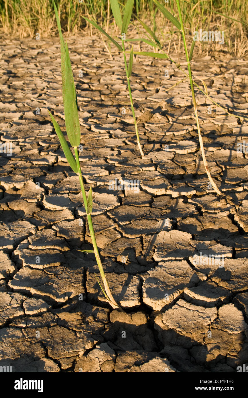Reeds growing through cracks in the ground Stock Photo - Alamy