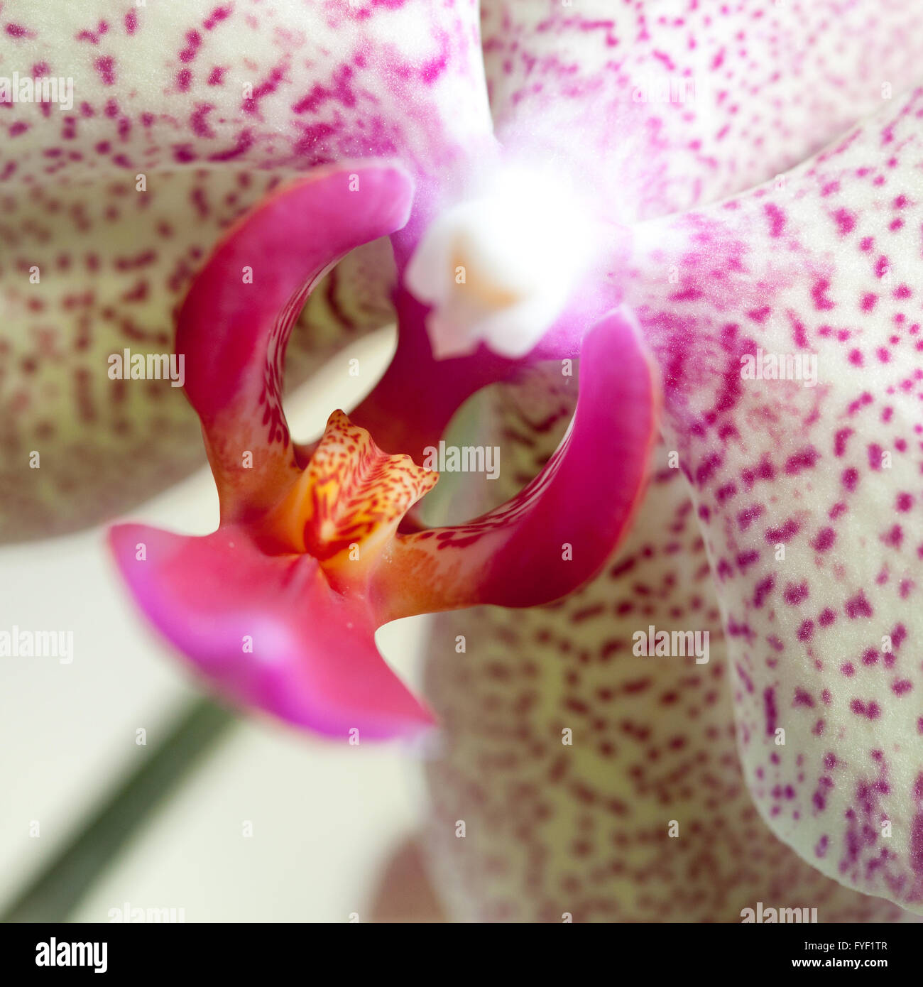 Sprig of orchid in their natural habitat Stock Photo