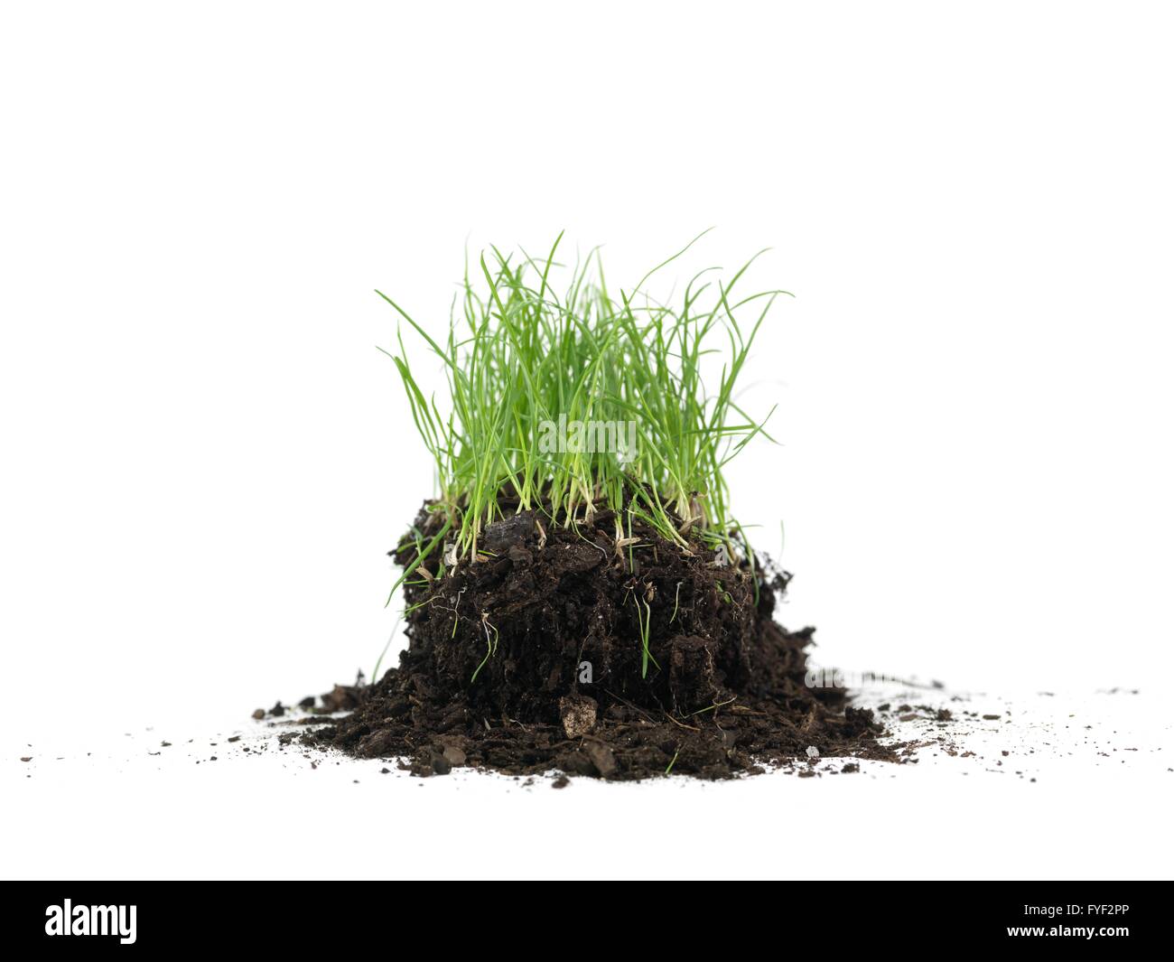 Green grass isolated against a white background Stock Photo