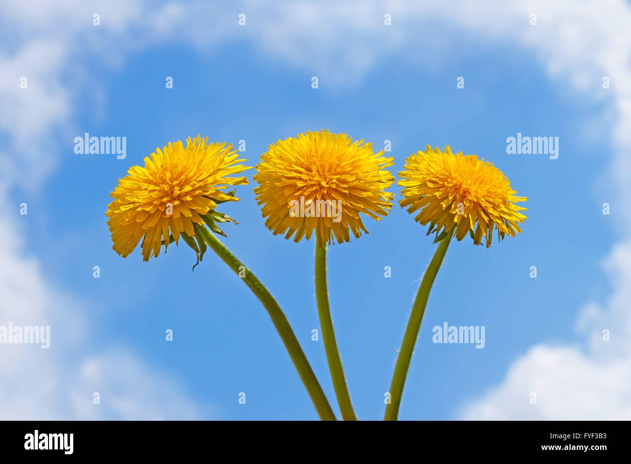 Three dandelion flowers Stock Photo Alamy