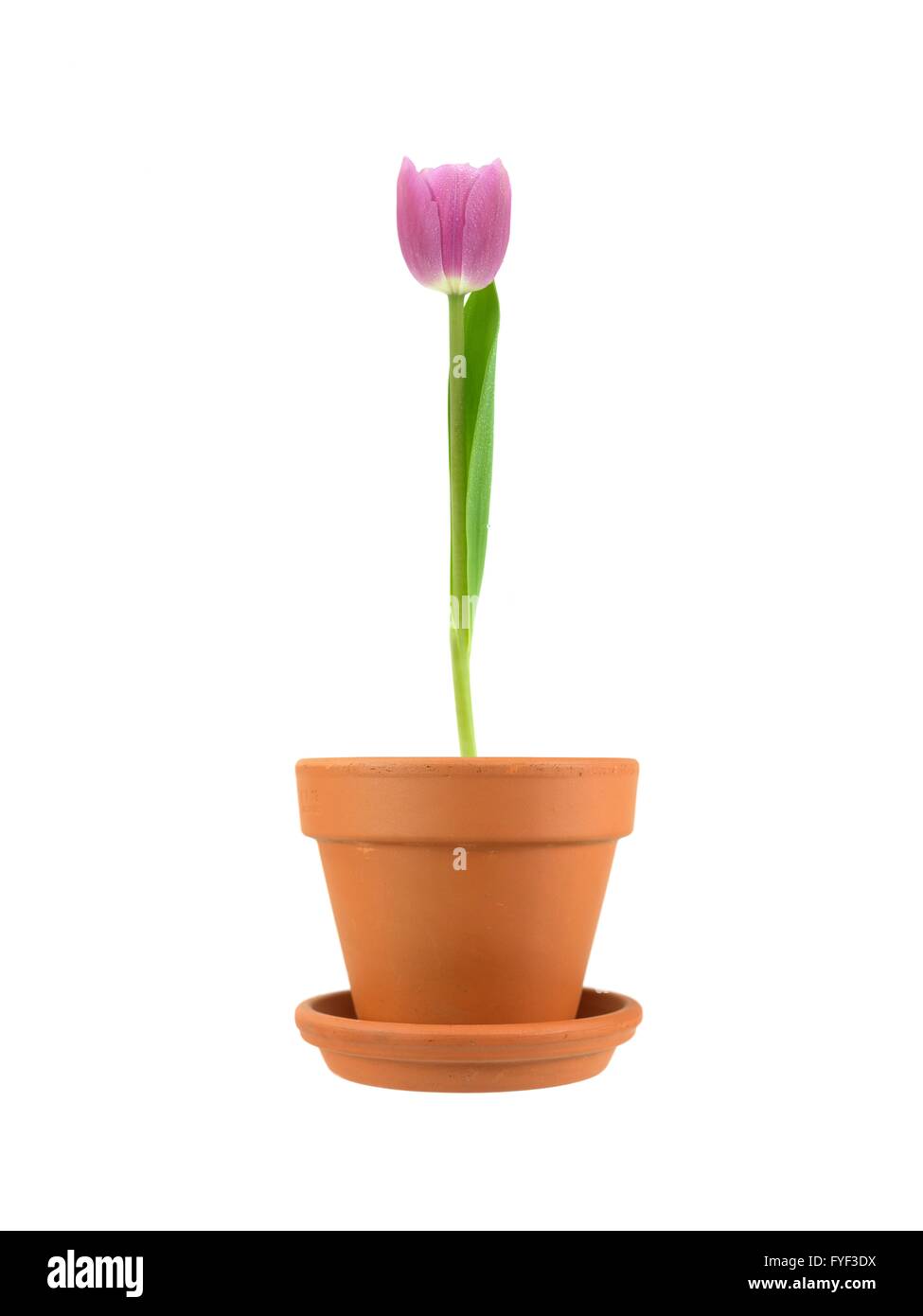 Tulips in a clay pot isolated against a white background Stock Photo ...