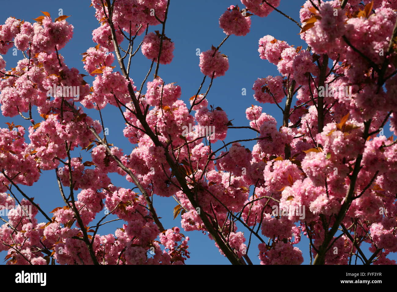 pink blossoms of a cherry tree in Bonn, Germany Stock Photo