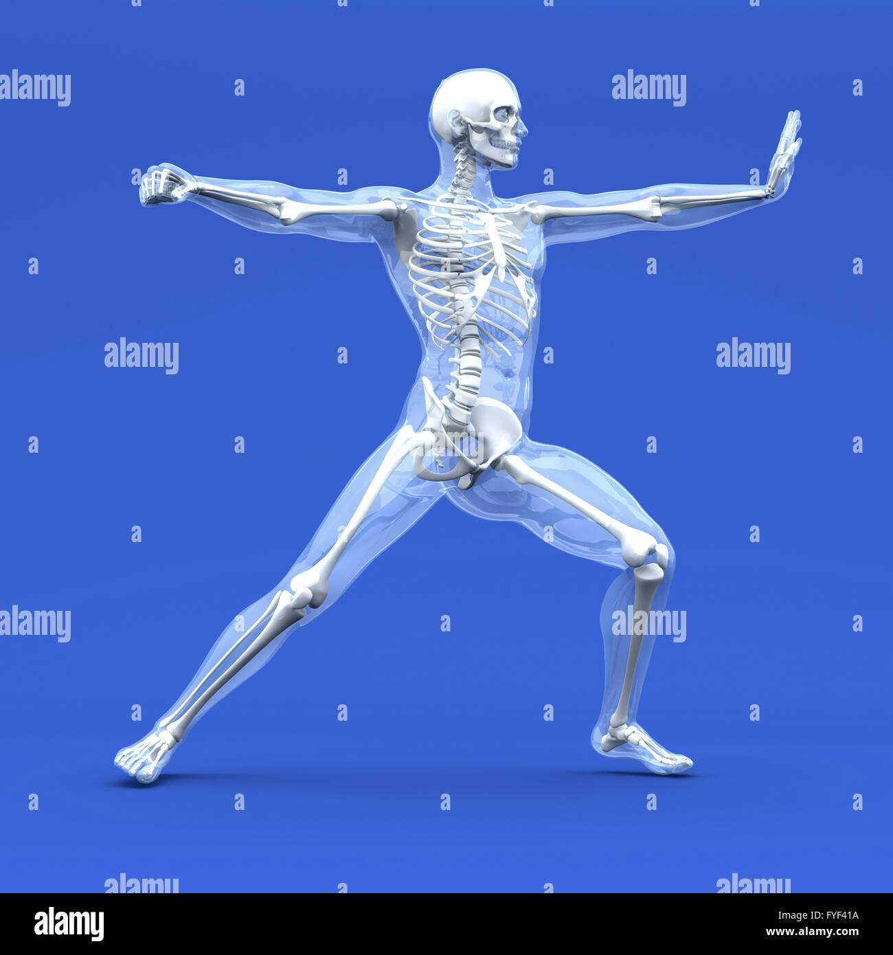 Anatomy - Martial Arts Stock Photo - Alamy