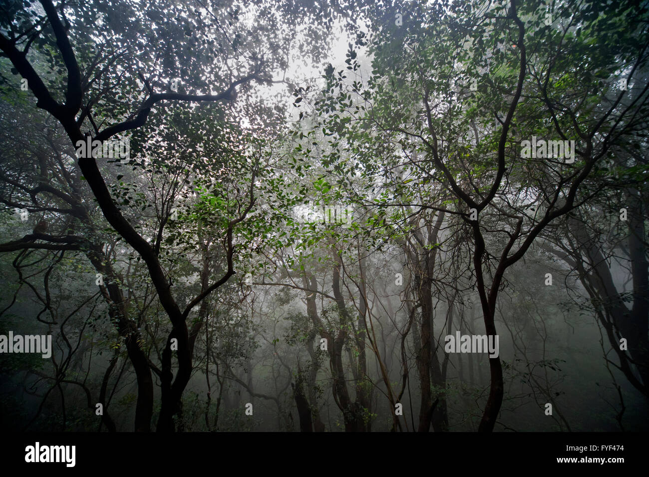 Mehran Forest The image of Forest was taken in Matheran, Maharashtra, India Stock ...