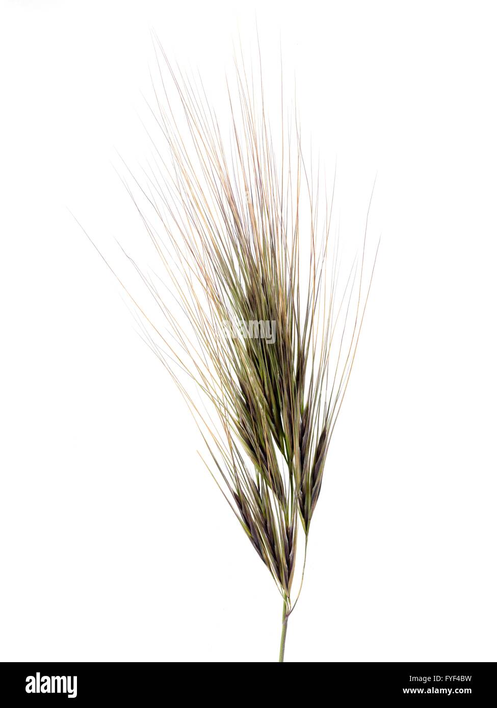 Wild wheat grass isolated against a white background Stock Photo