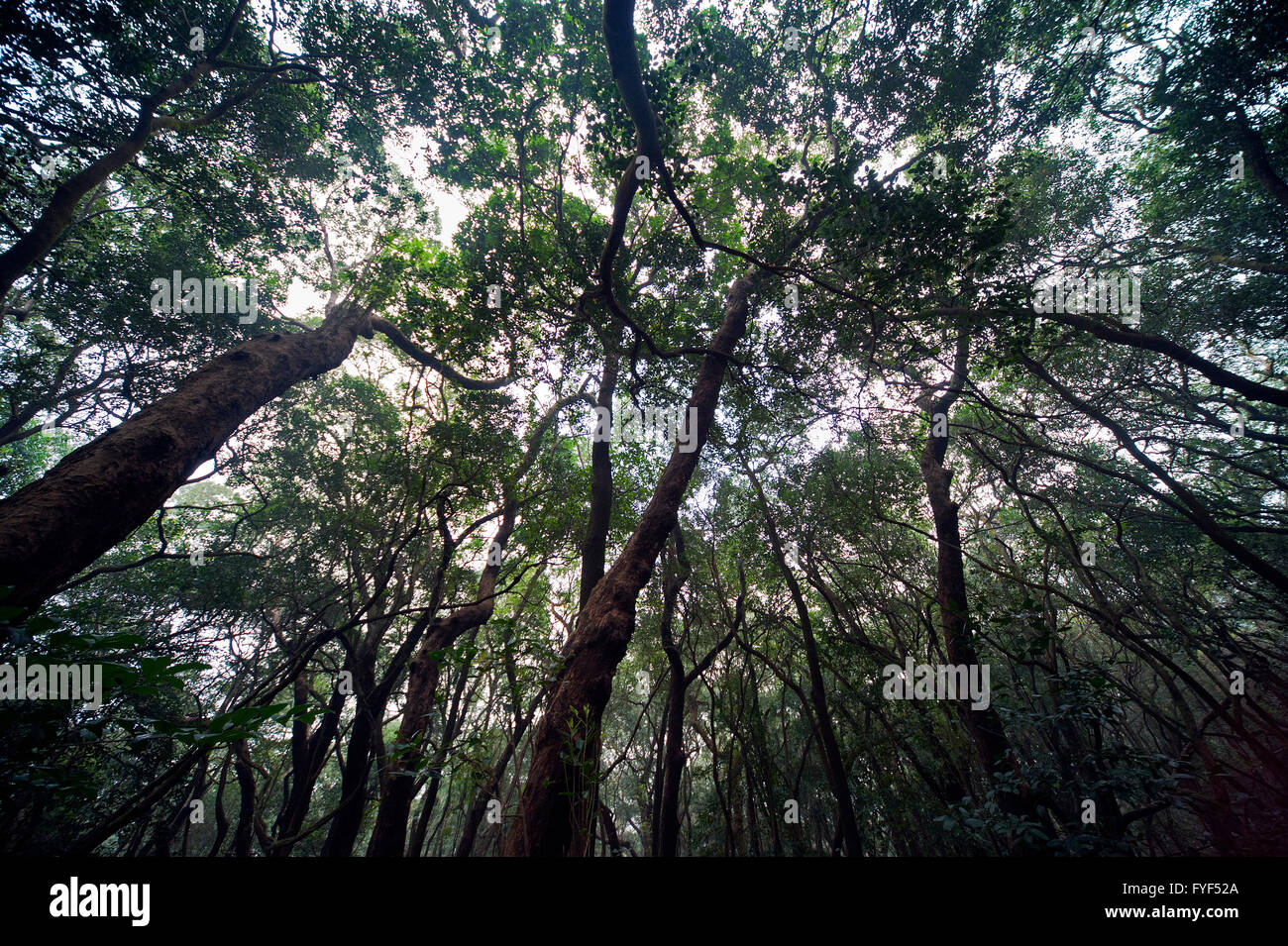 The image of Forest was taken in Matheran, Maharashtra, India Stock Photo