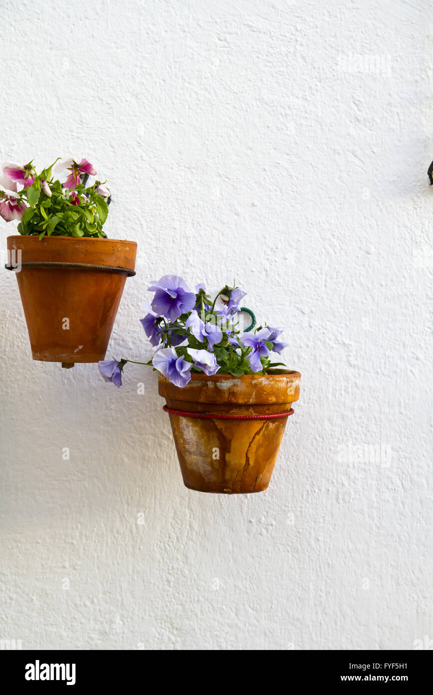 Spanish wall with beautiful plants. Andalusian flowerpot Stock Photo