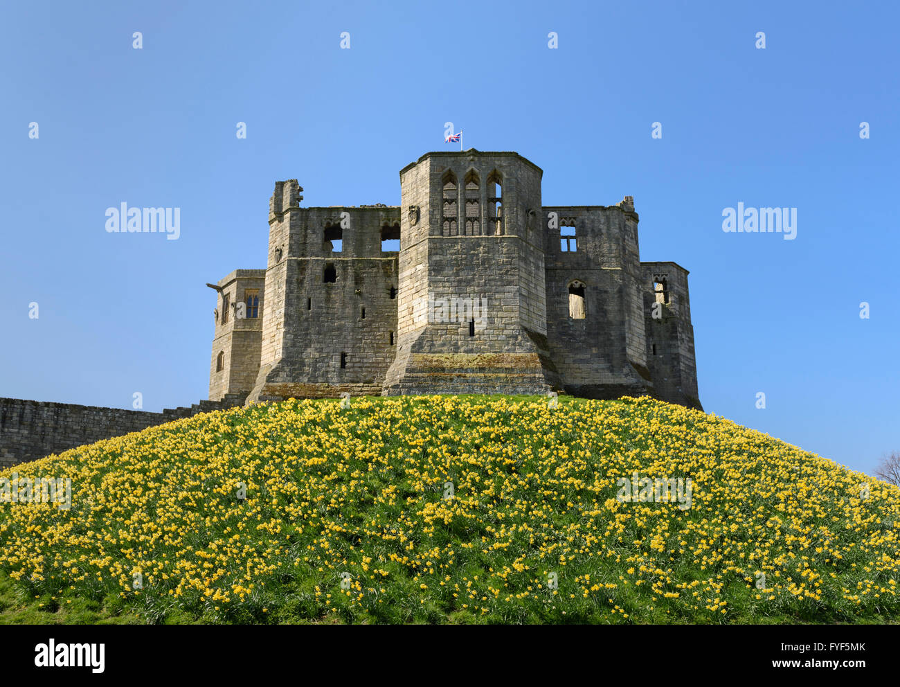 Warkworth castle northumberland daffodils hires stock photography and images Alamy