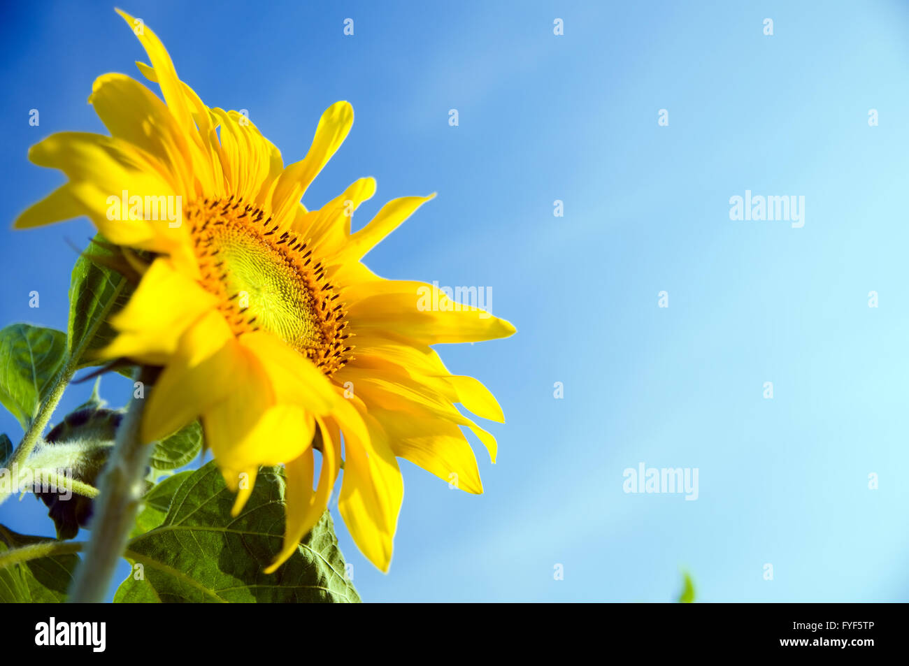 Sunflower in full bloom heading to sun Stock Photo