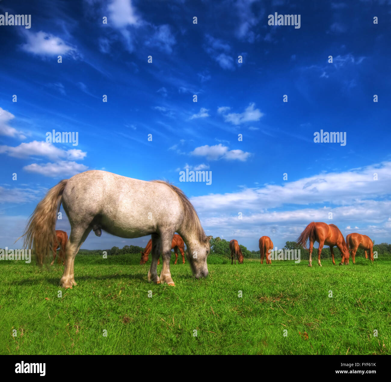 Wild horses on the field Stock Photo Alamy