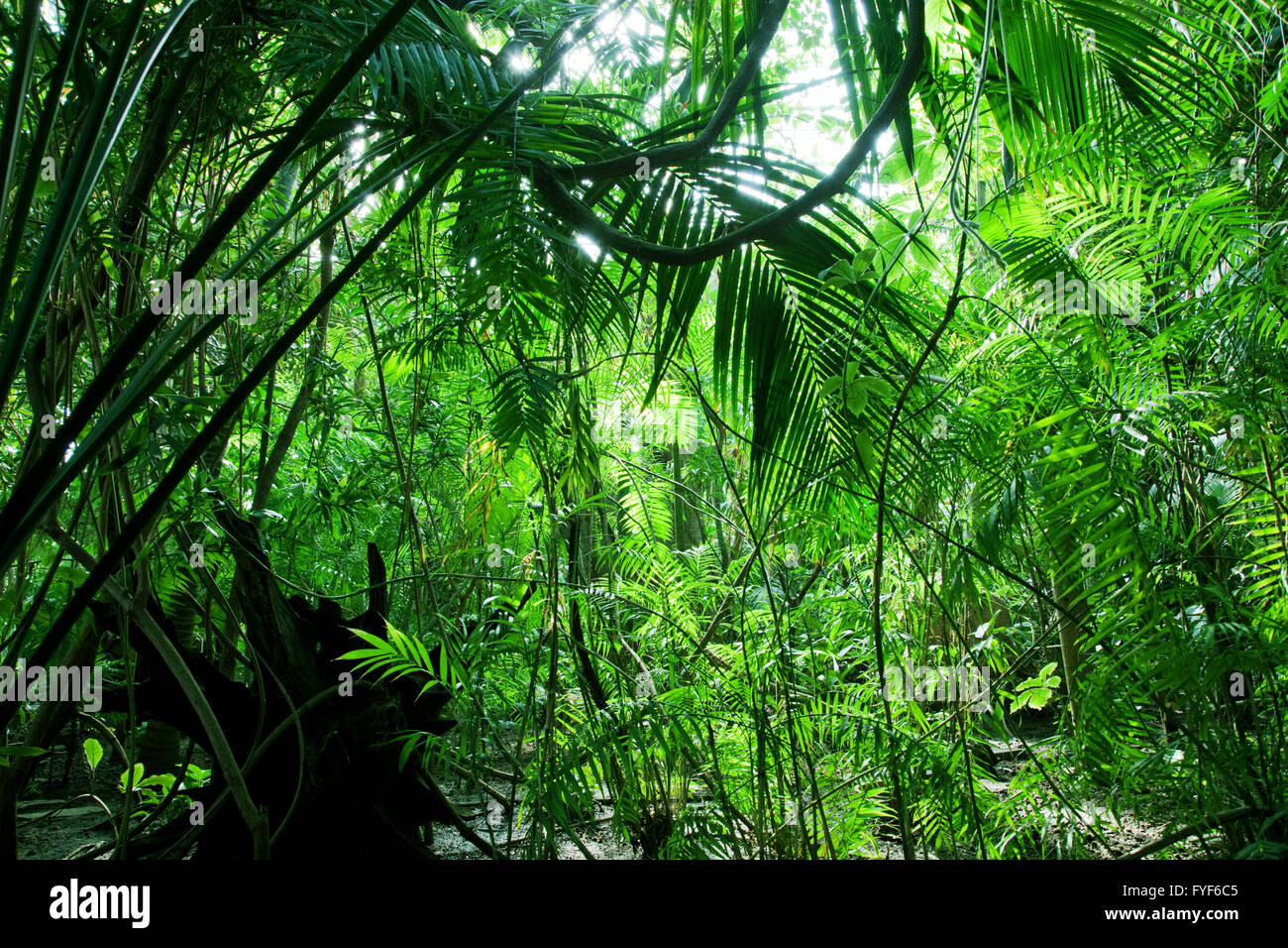 Tropical forest Stock Photo