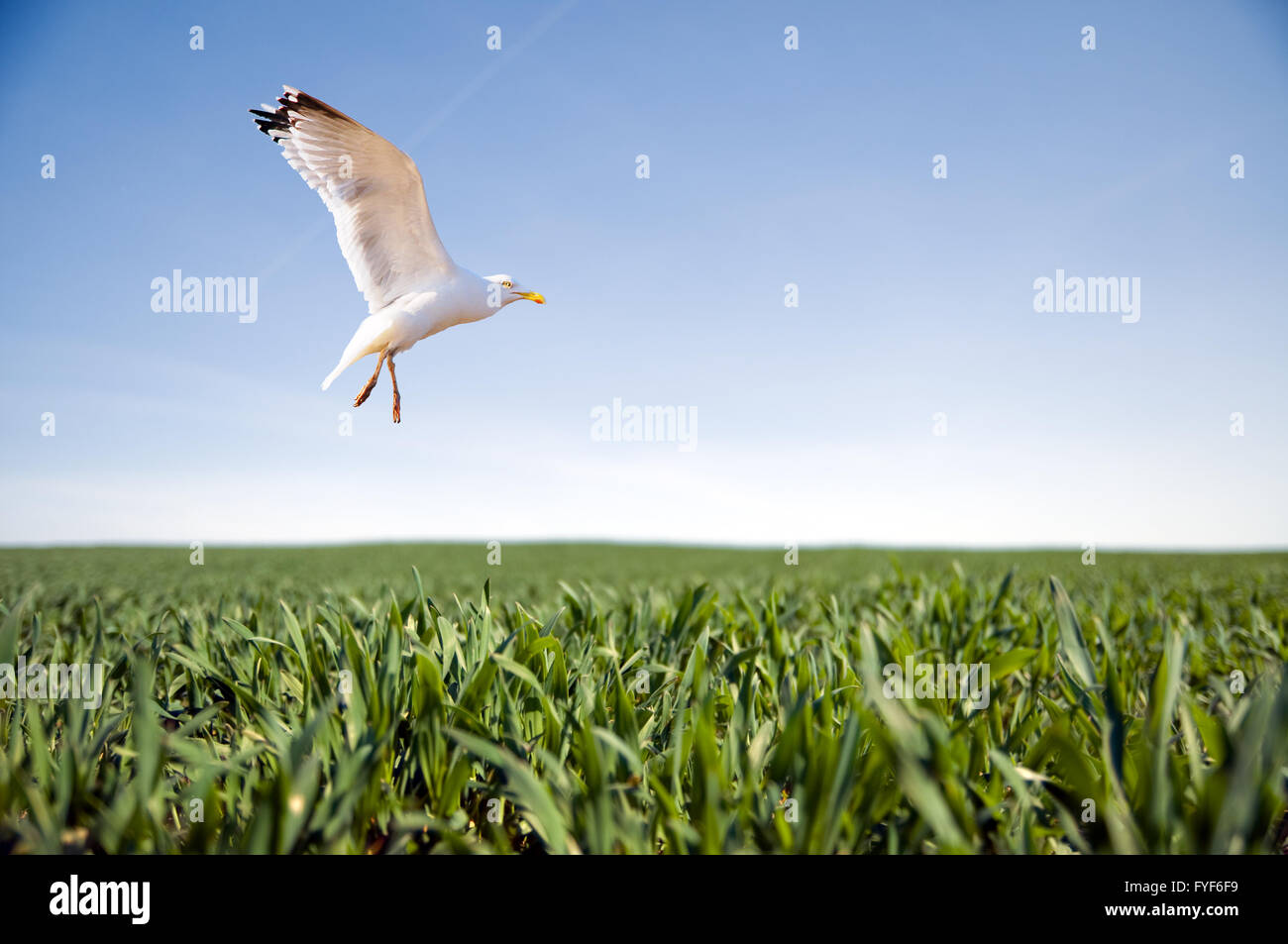 High flying bird hi-res stock photography and images - Alamy